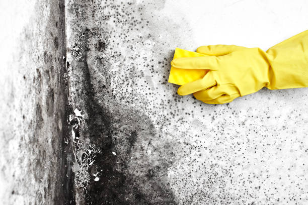 Mold Removal Process in Marlton, NJ