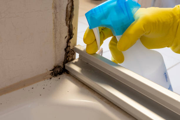 Best Certified Mold Removal  in Marlton, NJ