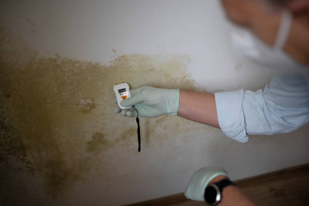 Mold Removal and Inspection in Marlton, NJ
