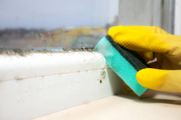 Best Residential Mold Removal  in Marlton, NJ