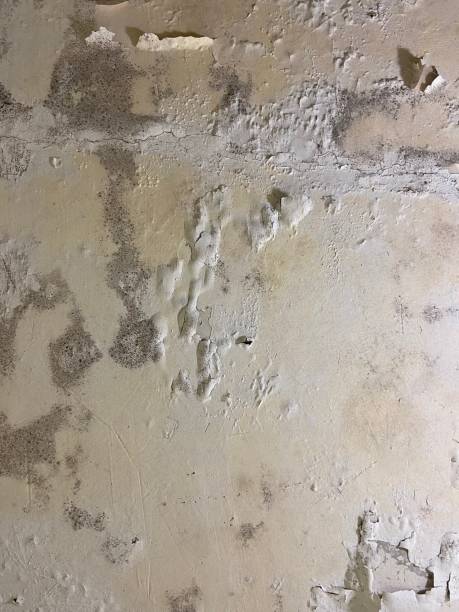 Best Attic Mold Removal  in Marlton, NJ