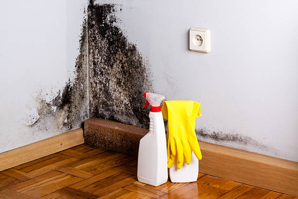 Best Mold Removal Company Near Me  in Marlton, NJ