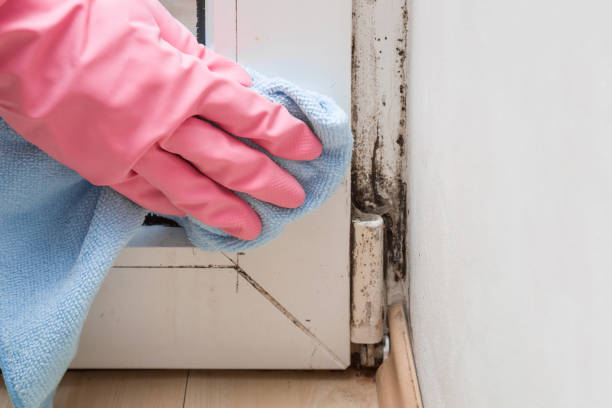 Best Office Mold Removal Services  in Marlton, NJ